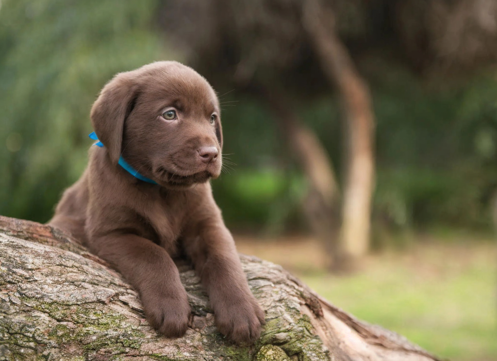 Labrador