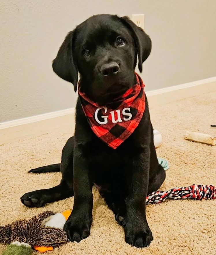 Gus1